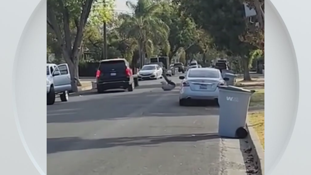 Federal immigration vehicle hits pedestrian in Woodland, police say — CBS Bay Area (KPIX), Bonita Springs Health news
