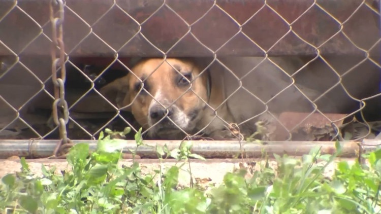 Animal Care Services seizes more than a dozen dogs in 'deplorable' conditions at east-side home — KENS 5 (San Antonio), Bonita Springs Community news