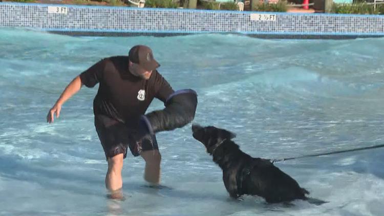 Tampa police K-9s train at theme park to prepare for emergencies — WTSP 10 Tampa Bay, Bonita Springs Community news